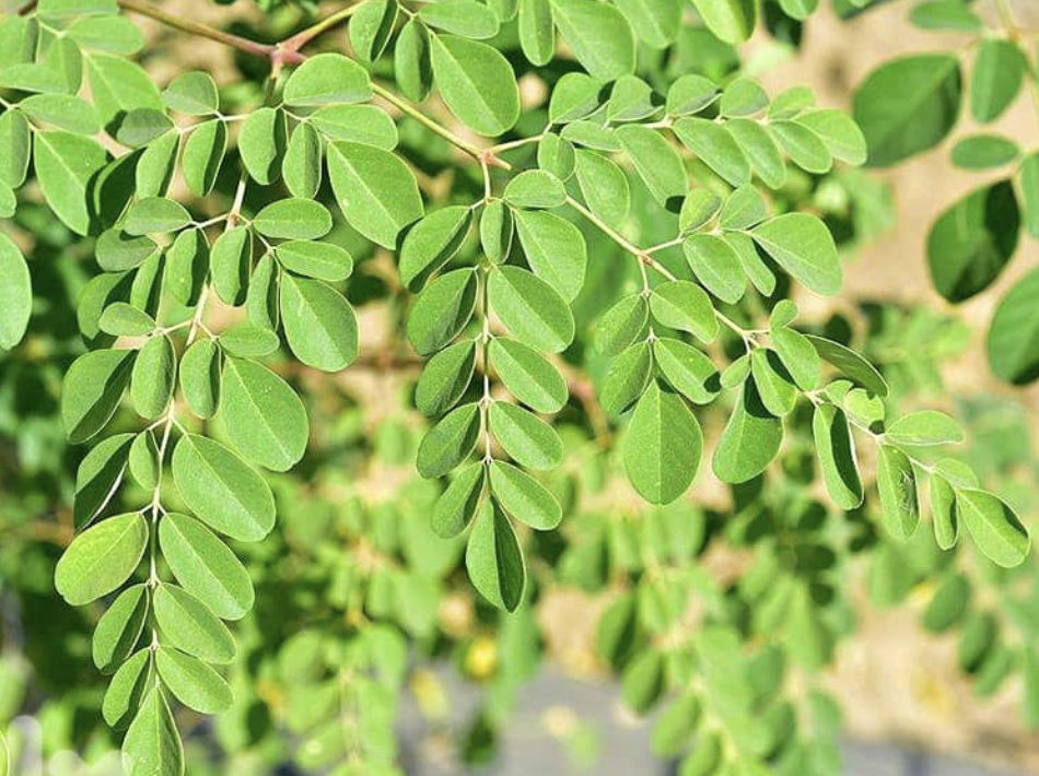 Water on Moringa