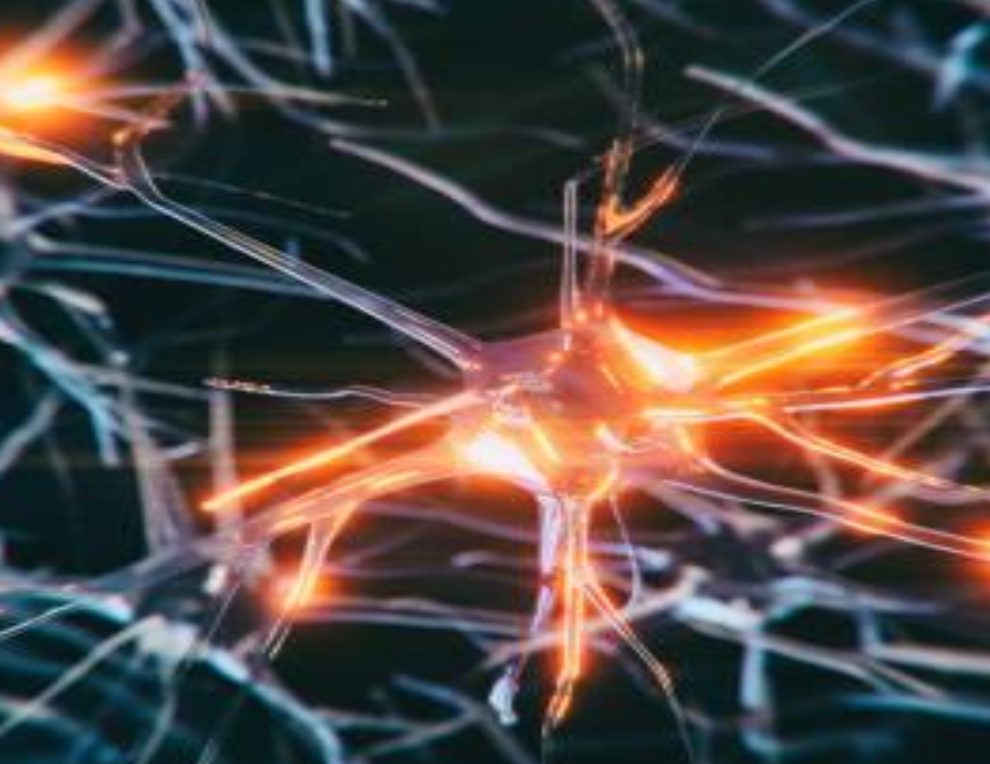 Neural Network