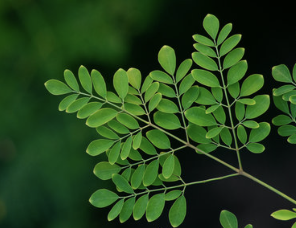 Moringa Benefits